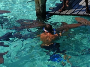 petting the sharks