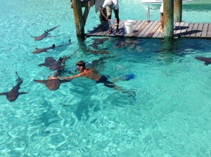 Matt at Compass Cay  swimming with the sharks